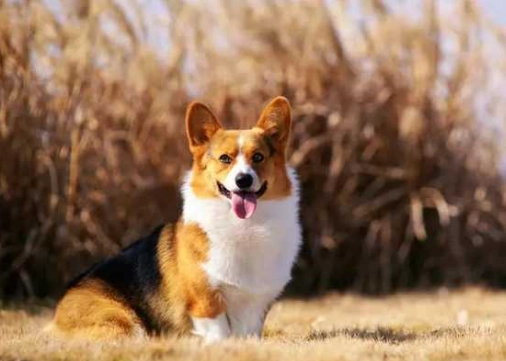 貓咪益生菌品牌 貓咪益生菌品牌