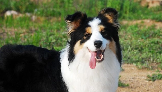 大型犬飼料品牌