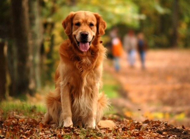 狗狗胰臟炎治療