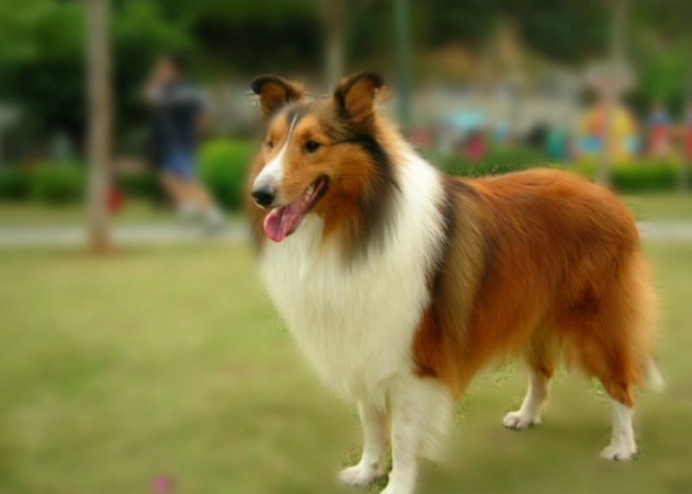 喜樂蒂牧羊犬香港價格