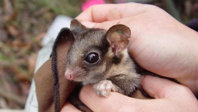 蜜袋鼯疾病徵兆