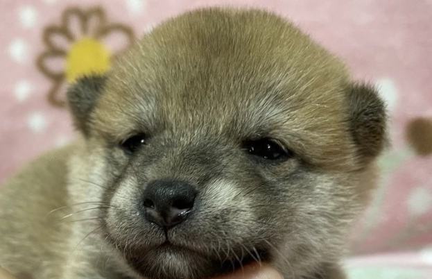 如何選擇狗狗驅蟲藥