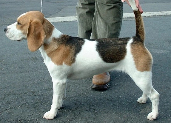 小型獵犬推薦 小型獵犬推薦