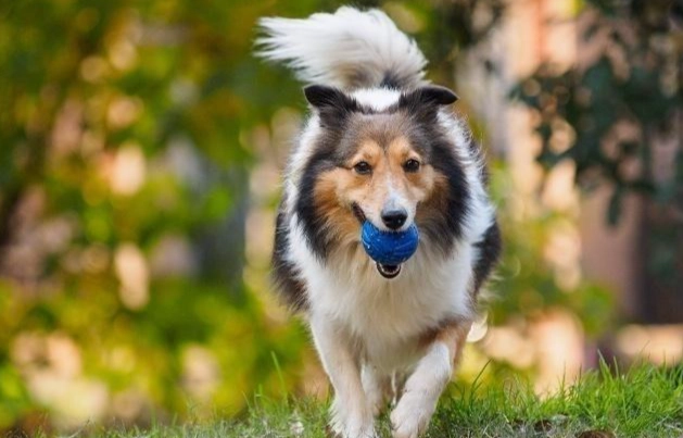 喜樂蒂牧羊犬標準體重 喜樂蒂牧羊犬標準體重