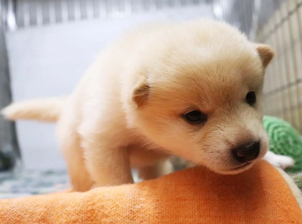 驅蟲藥不良反應