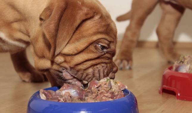 狗狗吃咖哩安全嗎