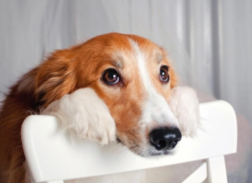 狗狗唉唉叫原因