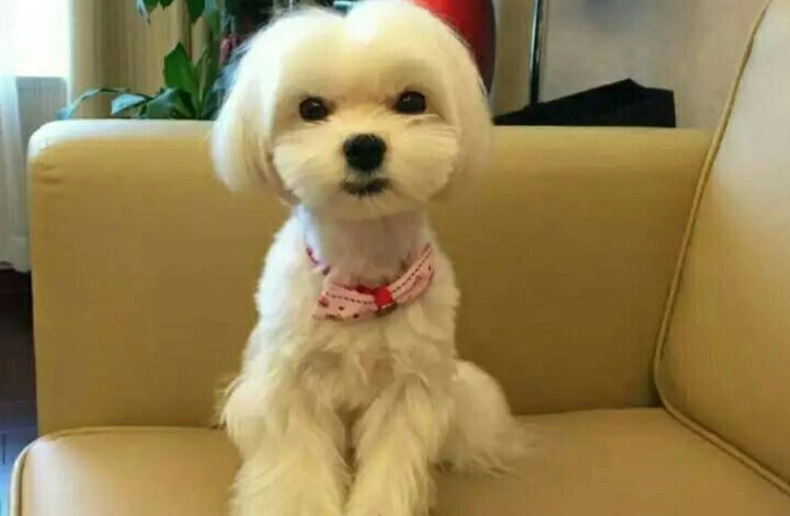 馬爾濟斯飼養技巧