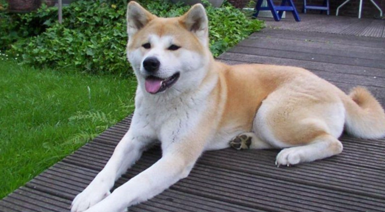 如何延長狗壽命