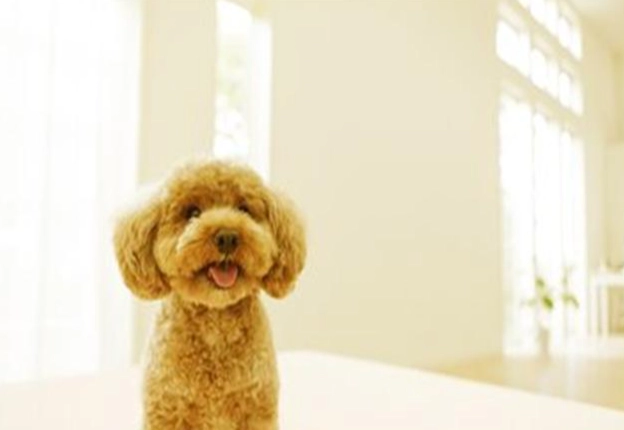 延長玩具貴賓壽命 延長玩具貴賓壽命