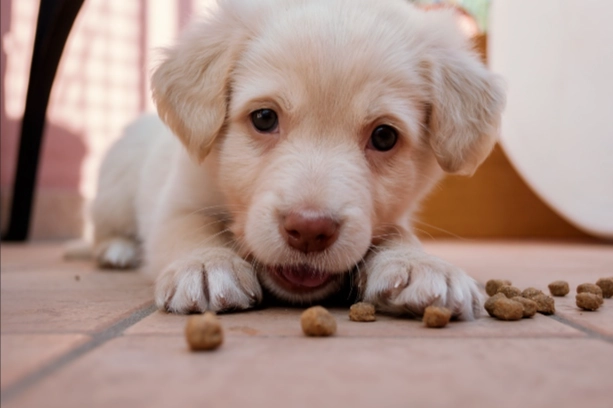 幼犬腸胃保健 幼犬腸胃保健