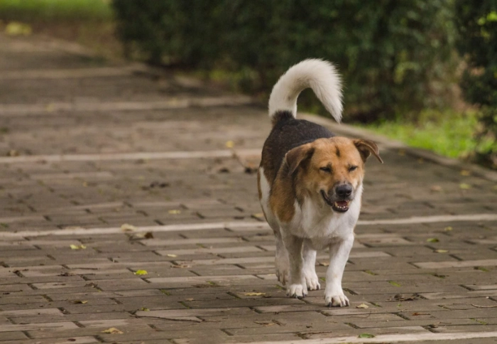 安全應對陌生狗 安全應對陌生狗