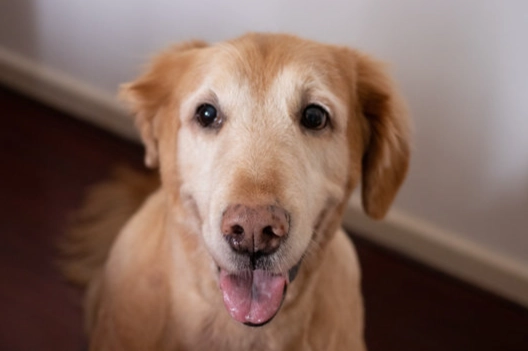 狗狗一天睡多久