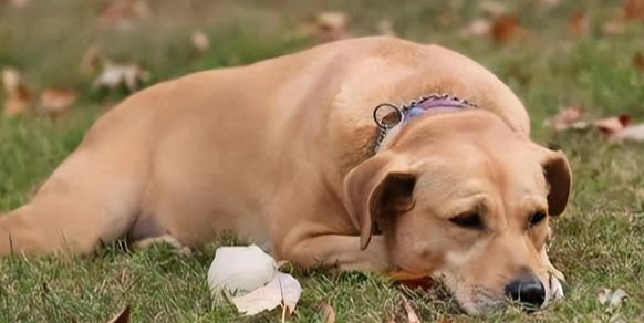 老年犬行为异常