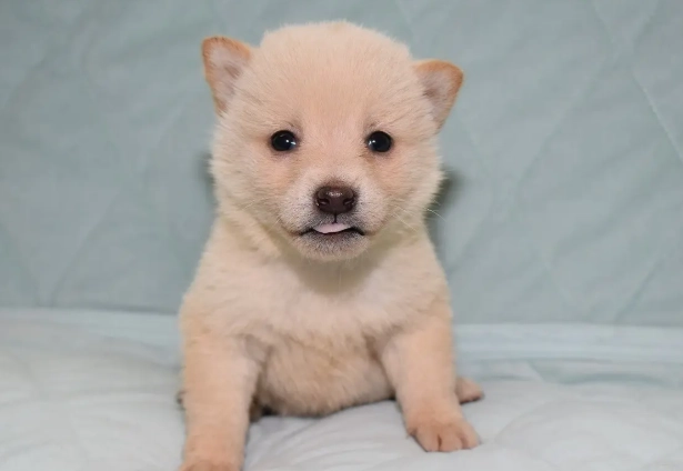 狗狗體外驅蟲頻率 狗狗體外驅蟲頻率