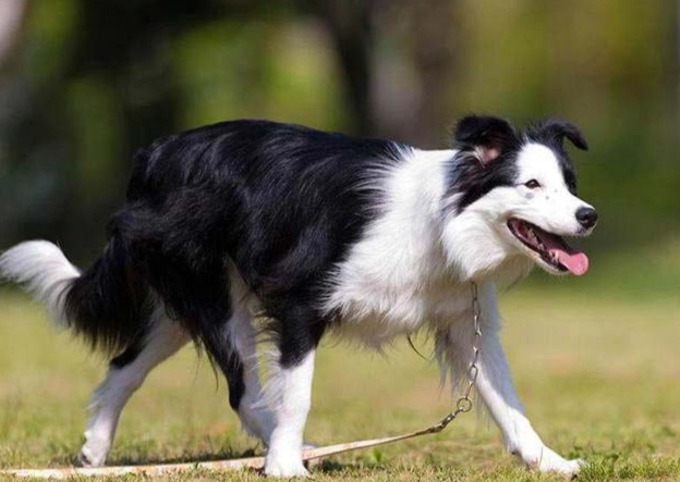 邊境牧羊犬飼養 邊境牧羊犬飼養