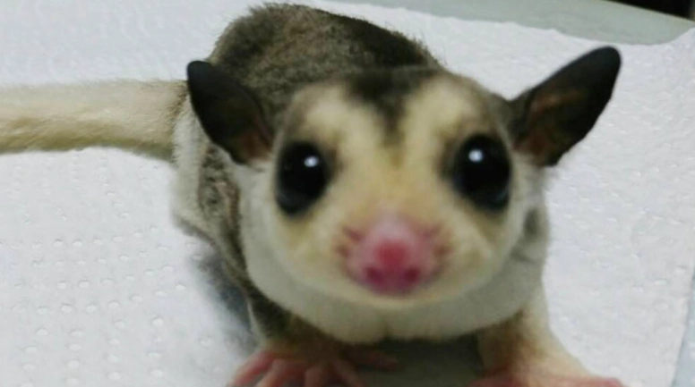 蜜袋鼯咬人原因