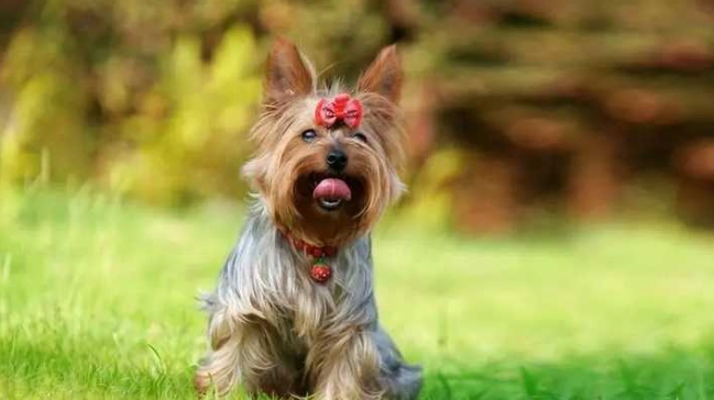 狗狗益生菌選擇 狗狗益生菌選擇