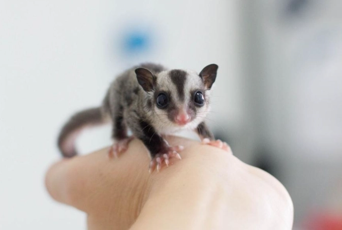 蜜袋鼯年齡對照表