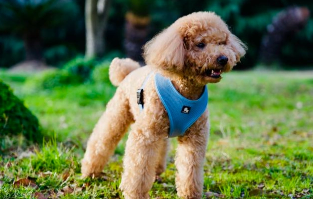 貴賓犬體重標準