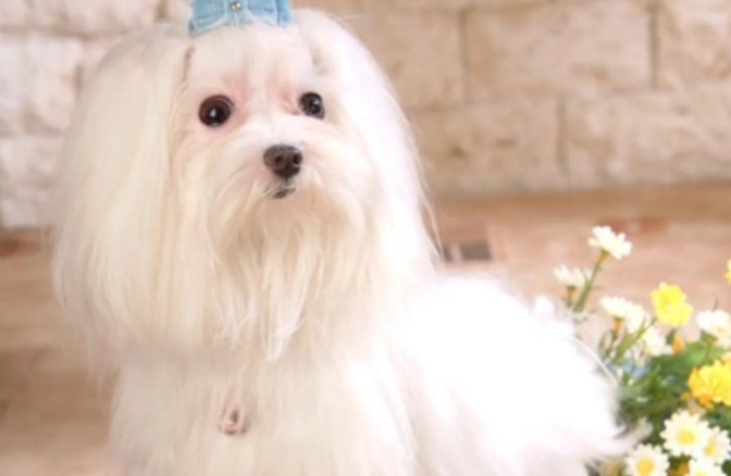 馬爾濟斯犬缺點