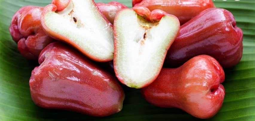 蓮霧對狗狗的影響