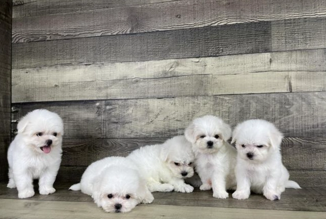 馬爾濟斯飼養困難