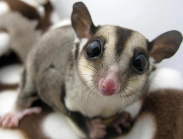 蜜袋鼯籠子選擇