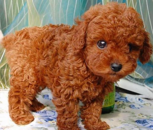 紅貴賓年齡計算