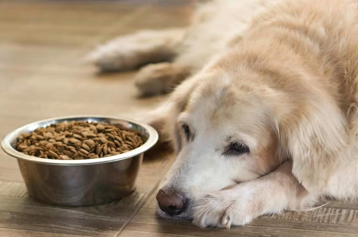 狗狗燕麥過敏處理