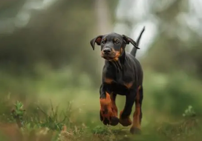 狗血尿治療 狗血尿治療