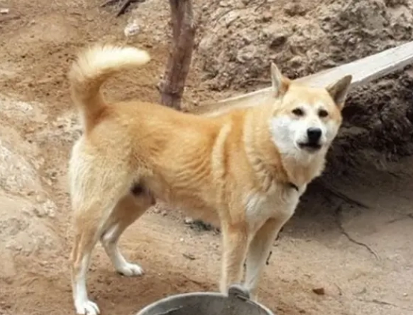 狗狗老人瘤症狀