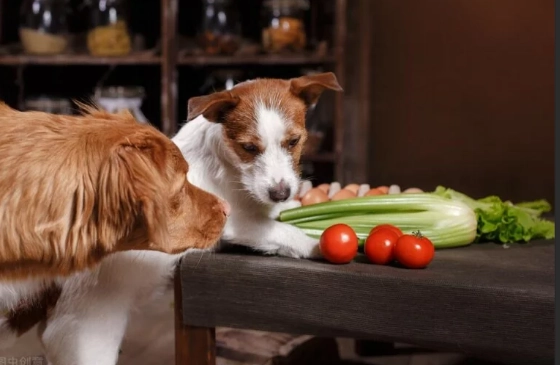 狗狗飲食禁忌蔬菜