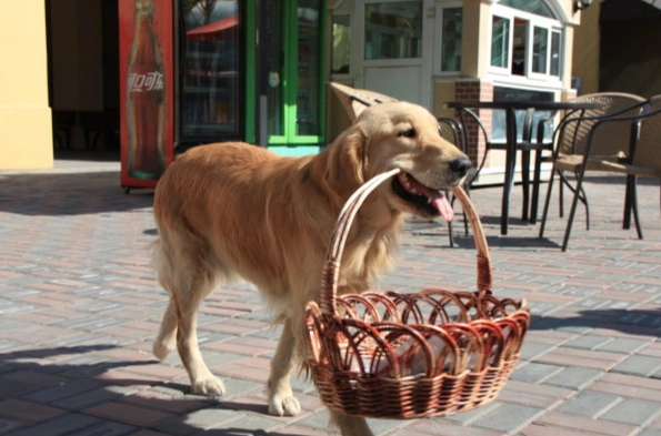 狗狗死前排便異常