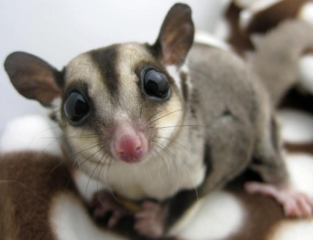 蜜袋鼯籠子選擇