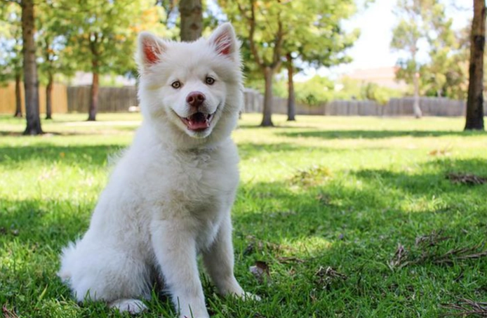 狗眼周腫塊 狗眼周腫塊