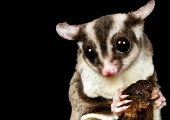 蜜袋鼯護理技巧