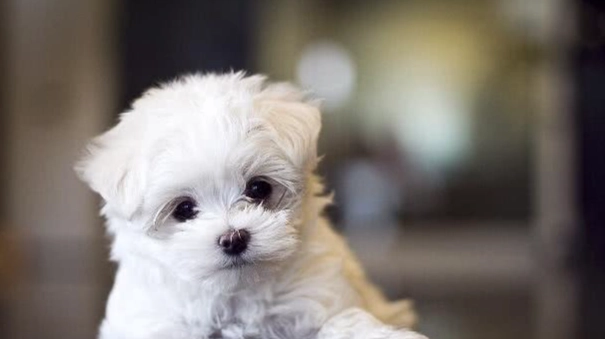 馬爾濟斯犬性格