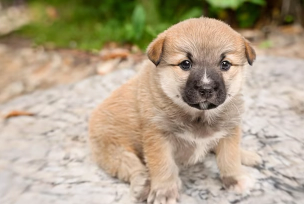 驅蟲藥不良反應