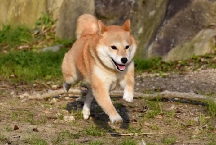 柴犬聰明嗎 柴犬聰明嗎