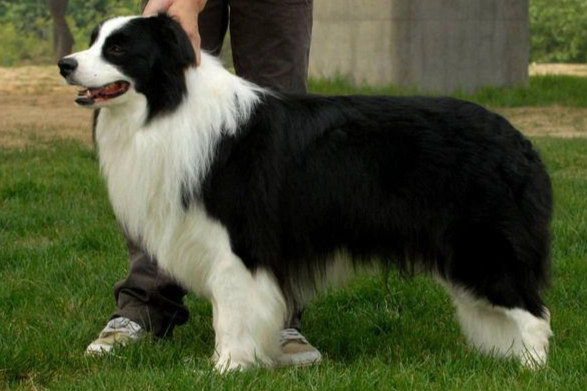 邊境牧羊犬智商