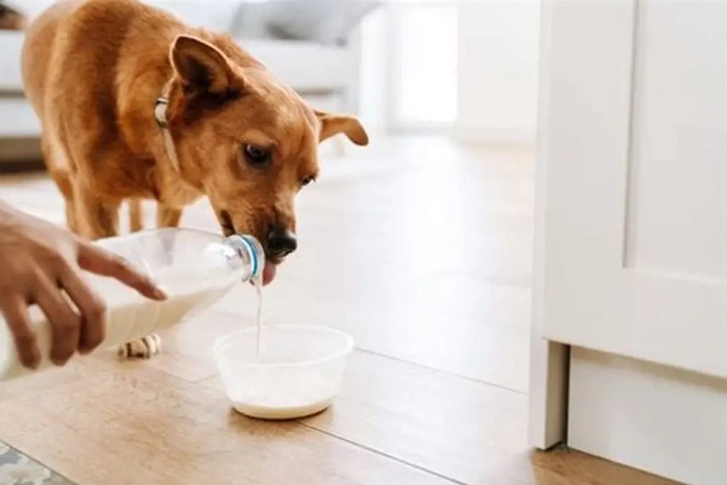 燕麥奶對狗有害嗎