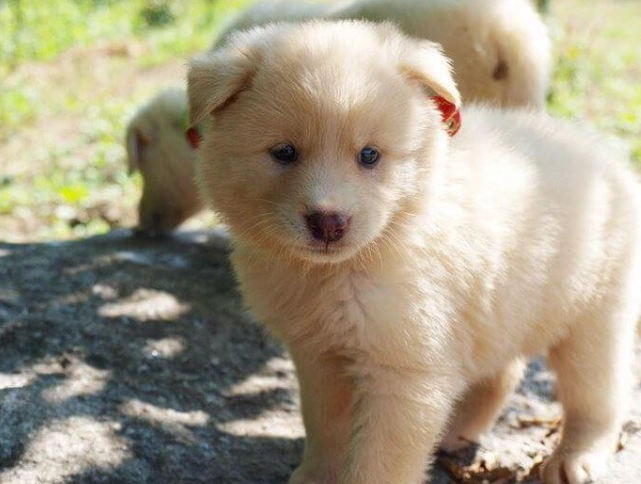 體內驅蟲藥使用方法 體內驅蟲藥使用方法