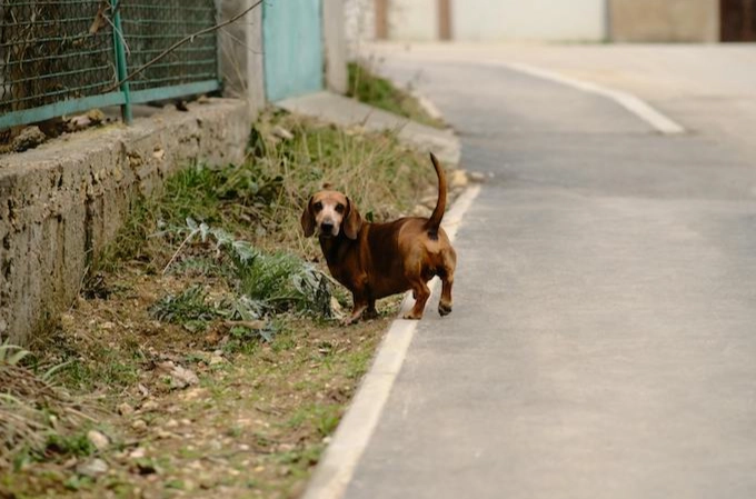 寵物偏好 寵物偏好