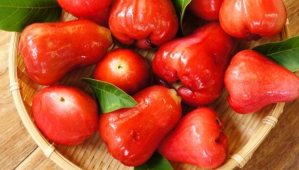 蓮霧對狗狗的影響