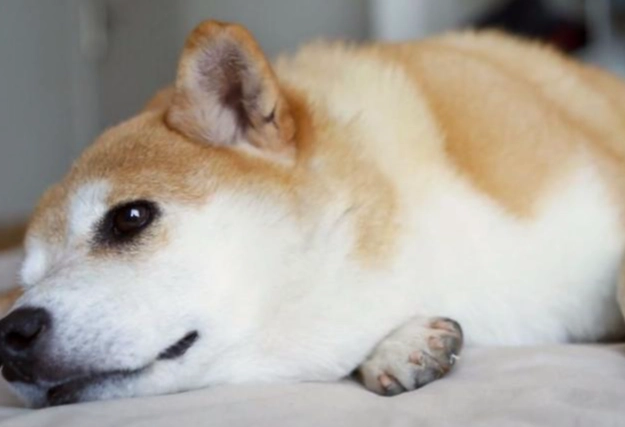 咖啡因對狗的危害