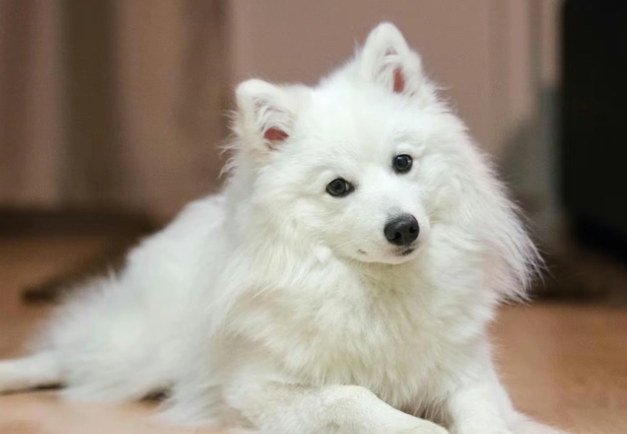 狗狗智商排行榜