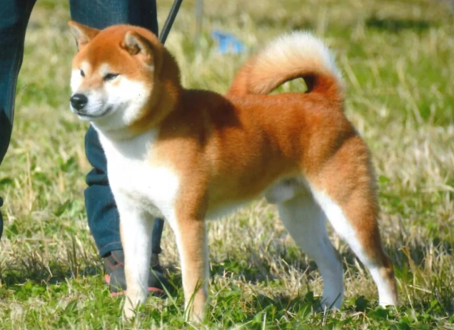 柴犬聰明嗎 柴犬聰明嗎