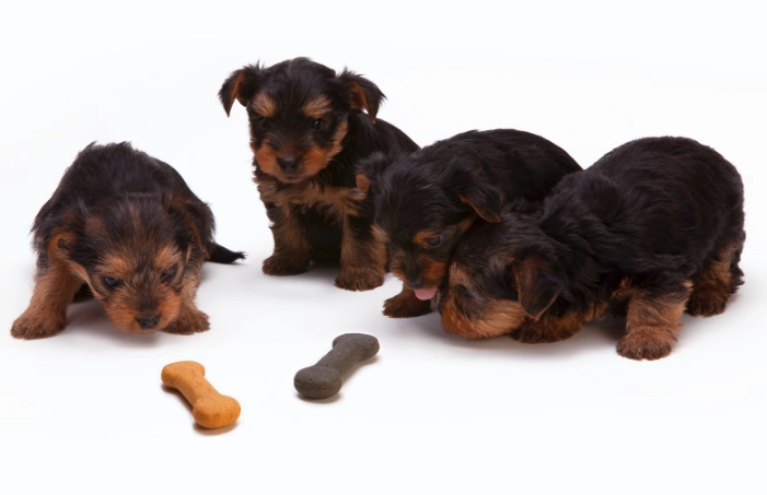 幼犬餵食時間表