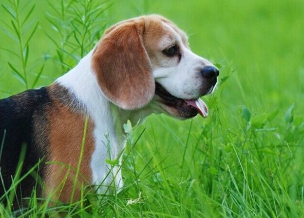 狗狗精神不振症狀